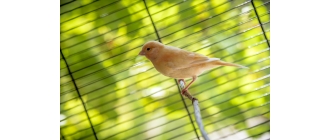 Kanarek domowy – najważniejsze informacje o hodowli