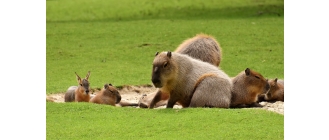 Kapibara – jak wygląda i jakie ma obyczaje największy gryzoń na świecie?