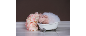 Czy świnkę morską można kąpać? Jak zapewnić kawii odpowiednią higienę z lub bez mycia?