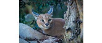 Karakal - domowy kot czy dzikie zwierzę?