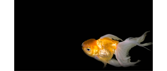 Karaś chiński (Carassius auratus auratus) - opis gatunku