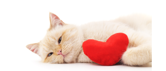 Kardiomiopatia przerostowa u kota (HCM) - cichy zabójca domowych drapieżników