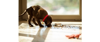 Karma bezzbożowa dla psa - komplet składników w diecie Twojego podopiecznego