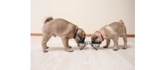 Ile karmy dla szczeniaka? Sprawdź prawidłowe dawkowanie posiłku