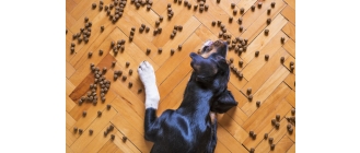 Czy karma z insektów jest rozwiązaniem na alergie u psa? Jakie jest białko z owadów?