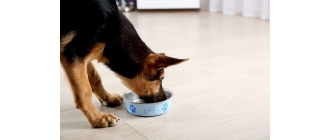 Jaka karma dla psa ze schroniska będzie najlepsza?