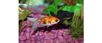 Co jedzą ryby akwariowe? Sprawdź, jaki pokarm można im podawać