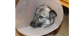 Czym jest kaszak u psa? Przyczyny i leczenie