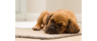 Kaszel kenelowy u psa. Przyczyny, objawy i leczenie