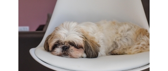 Zdjęcie przedstawia psa rasy shih tzu lezącego na krześle, u którego wystąpił kaszel wsteczny 