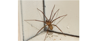 Kątniki domowe (Tegenaria domestica) - wszystko, co powinno się wiedzieć o tych pająkach