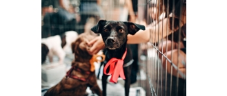 Klatka kennelowa dla psa, którą wybrać?