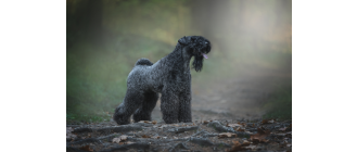 Kerry blue terrier (irlandzki niebieski terier) - encyklopedia ras psów
