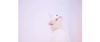 Khao Manee, czyli biały klejnot - Encyklopedia kotów