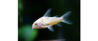 Kirysek pstry - najważniejsze informacje o gatunku