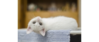 Robaki u kota – objawy, przyczyny. Kiedy i jak odrobaczyć kota?