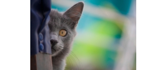 Jak rozpoznać zapalenie pęcherza u kota? Jak je leczyć i jak mu zapobiegać?