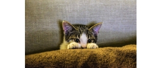 Sterylizacja kotki – na czym polega i jakie ma konsekwencje?