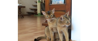 Kot abisyński – pochodzenie, wygląd, charakter i pielęgnacja