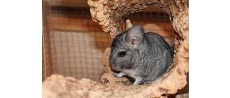 Szynszyl – jak oswoić szynszyla oraz jakie warunki trzeba jej zapewnić?