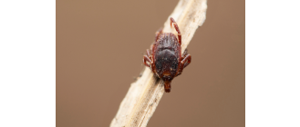 Kleszcz afrykański wędrowny (Hyalomma marginatum) - czy jest nowością w Polsce?