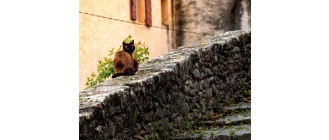 Kleszcze u kota - najważniejsze informacje i porady