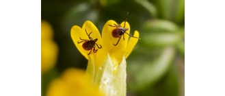 Kleszcze u dziecka - jak wyciągnąć i jak rozpoznać rumień po kleszczu?