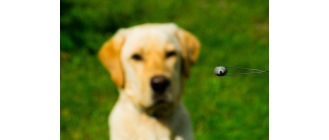 Kleszczowe zapalenie mózgu u psa i kota – objawy, rokowania