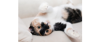 Koci katar - leczenie i objawy. Porady weterynarza