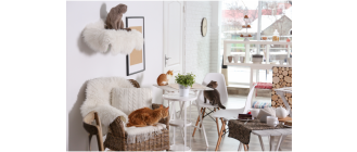 Kocie kawiarnie - na czym polega ich fenomen?