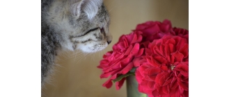 Czy Twój kot Cię kocha? Poznaj 6 oznak kociej miłości