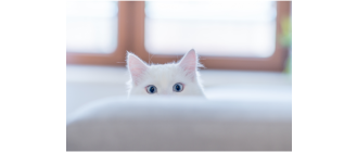 Łzawienie oka u kota - co jest przyczyną kociego płaczu?