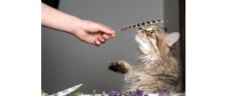 Kocie zmysły a ludzkie – czym się różnią? Jak karma może dopasować się do Twojego kota?