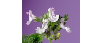 Czy można uprawiać kocimiętkę właściwą na balkonie?