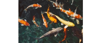 Karp koi – gatunki, wymagania hodowlane i ciekawostki o karpiu japońskim