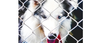 Jak zrobić kojec dla psa? Drewniany, metalowy, a może składany? Sprawdź!