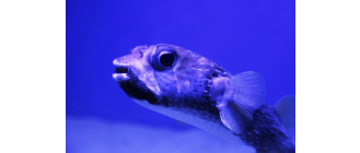 Kolcobrzuch – najważniejsze informacje o gatunku