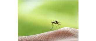 Komary - jak radzić sobie z wakacyjną zmorą?