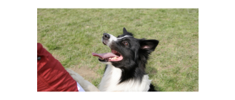 Praktyczne rady jak nauczyć psa prosić