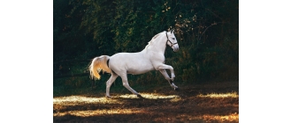 Koń andaluzyjski (Andalusian horse) – najważniejsze informacje o rasie