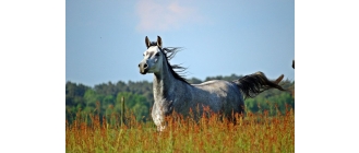 Koń arabski (Arabian horse) – najważniejsze informacje o rasie