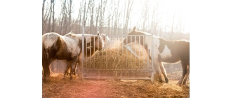 Jak karmić konia? Poznaj naturalne żywienie koni