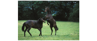 Koń angielski (Folblut) – najważniejsze informacje o rasie