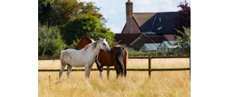 Jaka jest najczęstsza choroba koni?