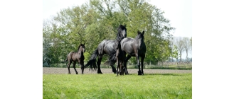Koń fryzyjski (Friesian horse) – najważniejsze informacje o rasie