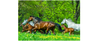 Jaki jest koń gorącokrwisty? Opis i najpopularniejsze rasy