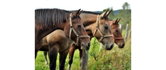 Koń małopolski, czyli perła regionu - najważniejsze informacje o rasie