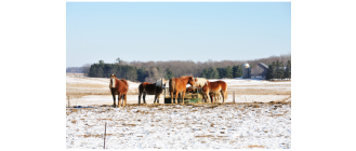 Poznaj rasy i wyjątkowe cechy koni zimnokrwistych