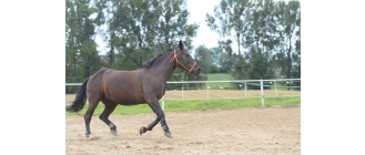Koń śląski (Silesian horse), polska duma wśród koni