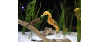 Jak wygląda konik morski i czy możliwa jest jego hodowla w domowym akwarium?